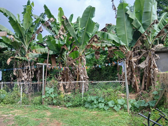 Sixteenth image of 42 Steelfield And Nutsford in Duncans, Trelawny, Jamaica - property is For Sale
