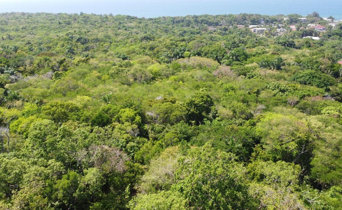 Fifteenth image of Roystonea, Tower Isle in Tower Isle, St. Mary, Jamaica - property is For Sale