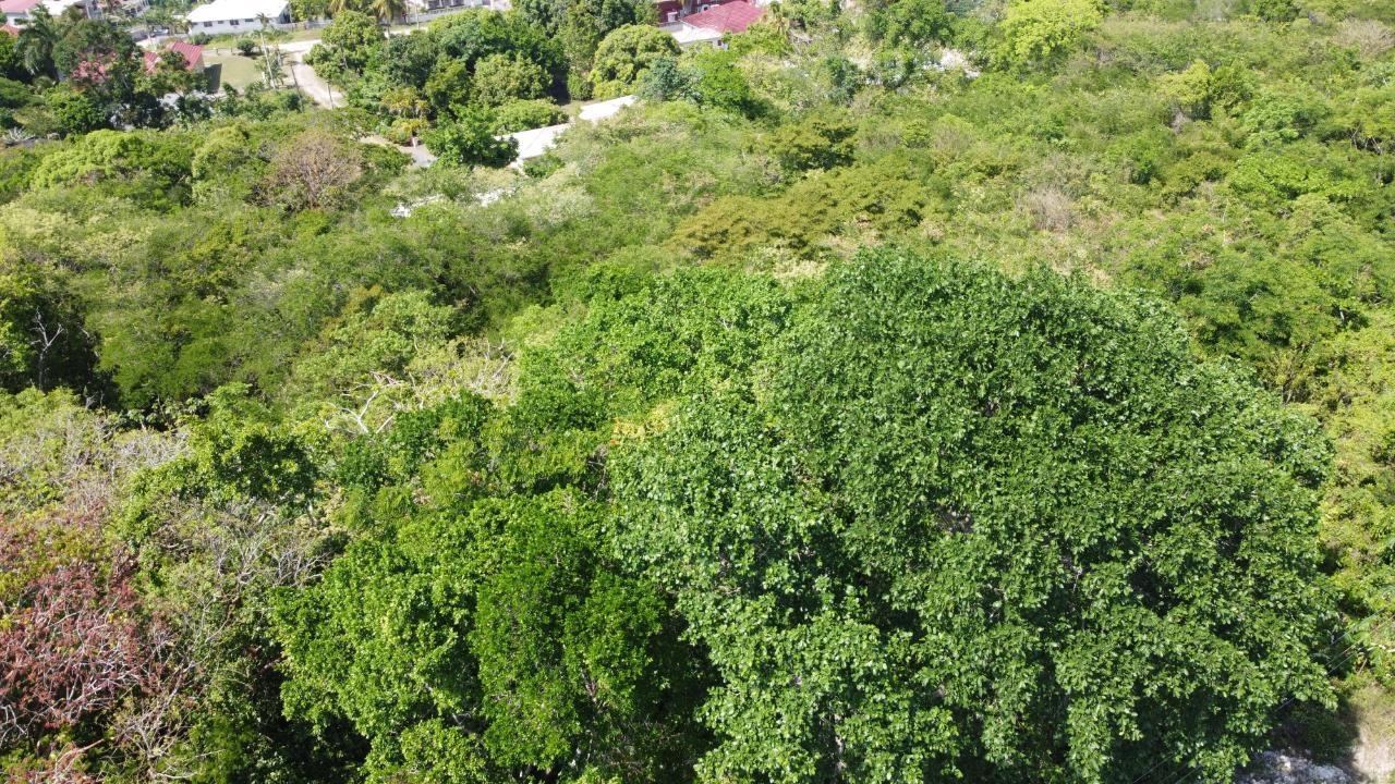 Ocean-View-Residential-Lot-for-Sale-in-Roystonea-Tower-Isle-St.-Mary-Jamaica Seventeenth image of Roystonea, Tower Isle in Tower Isle, St. Mary, Jamaica - property is For Sale