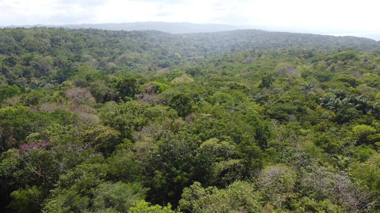 Ocean-View-Residential-Lot-for-Sale-in-Roystonea-Tower-Isle-St.-Mary-Jamaica Eighth image of Roystonea, Tower Isle in Tower Isle, St. Mary, Jamaica - property is For Sale