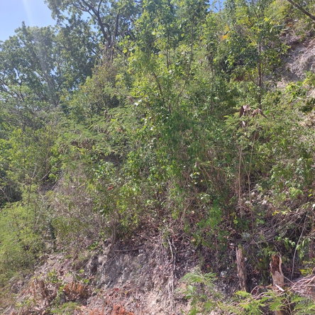 Eleventh image of 91- Santa Cruz Boulevard, st in Albion Estate, St. Thomas, Jamaica - property is For Sale