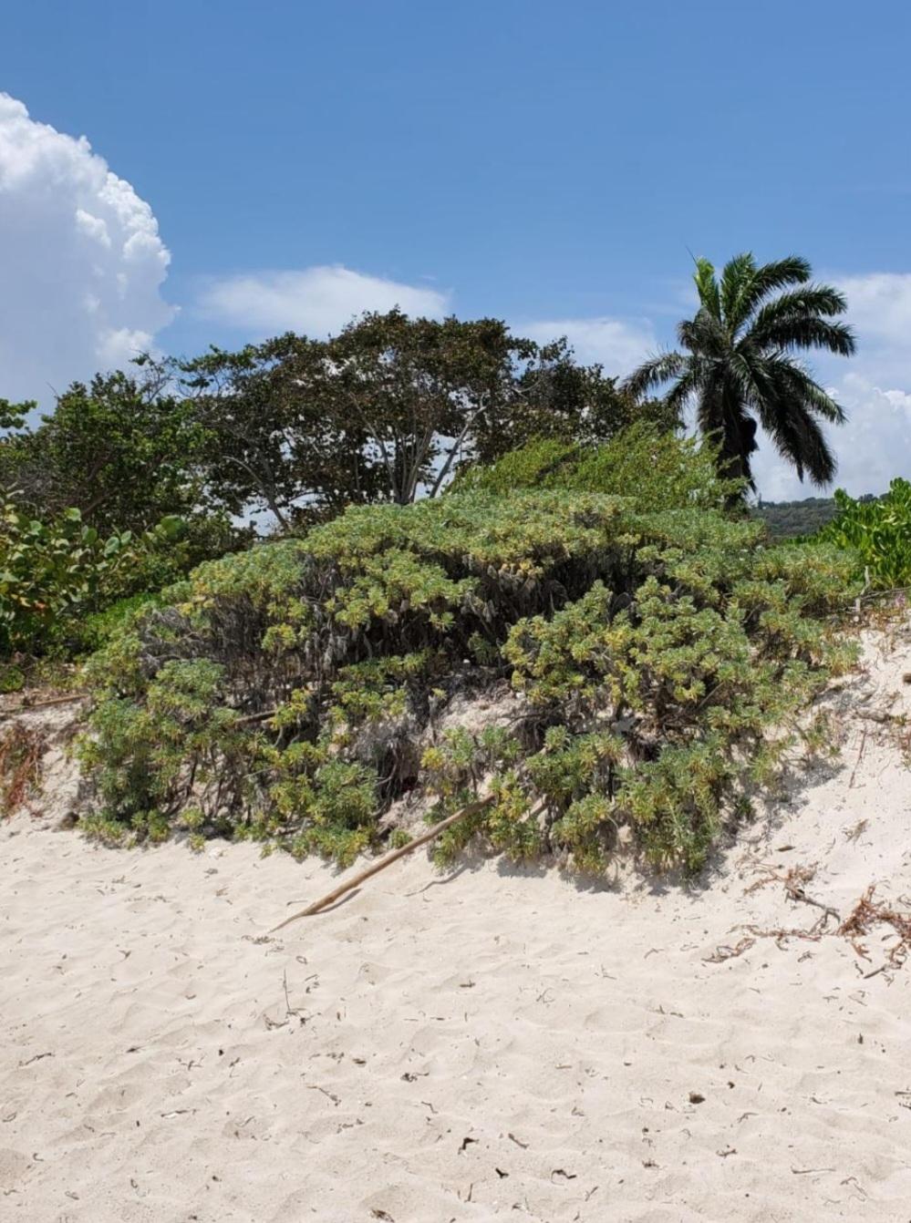 Fifth image of 332 Ridge Way, Silver Sands in SILVER SANDS, Trelawny, Jamaica - property is For Sale