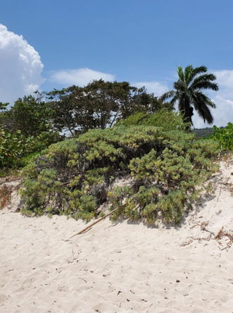 Fifth image of 332 Ridge Way, Silver Sands in SILVER SANDS, Trelawny, Jamaica - property is For Sale