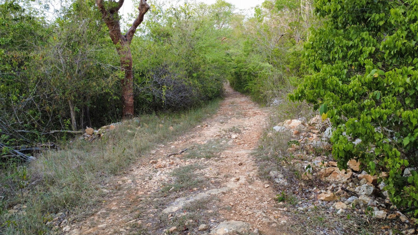 Fifth image of Clermont, Duncan's Bay in Duncans, Trelawny, Jamaica - property is For Sale