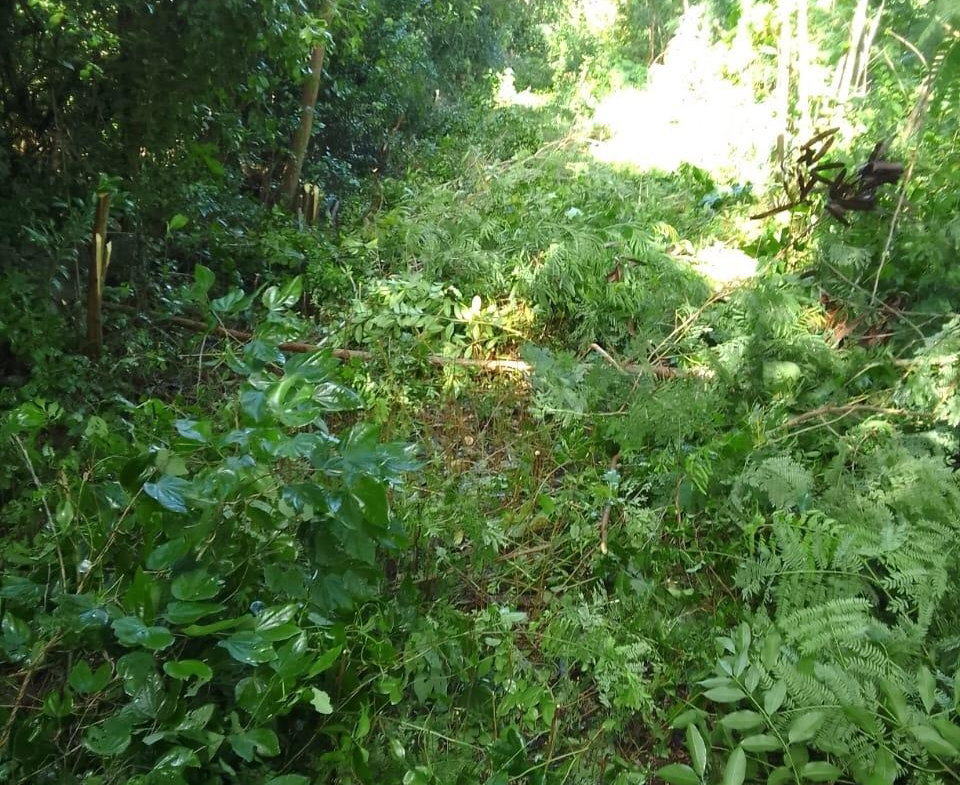 Seventh image of 85 Flamingo Beach in Salt Marsh, Trelawny, Jamaica - property is For Sale