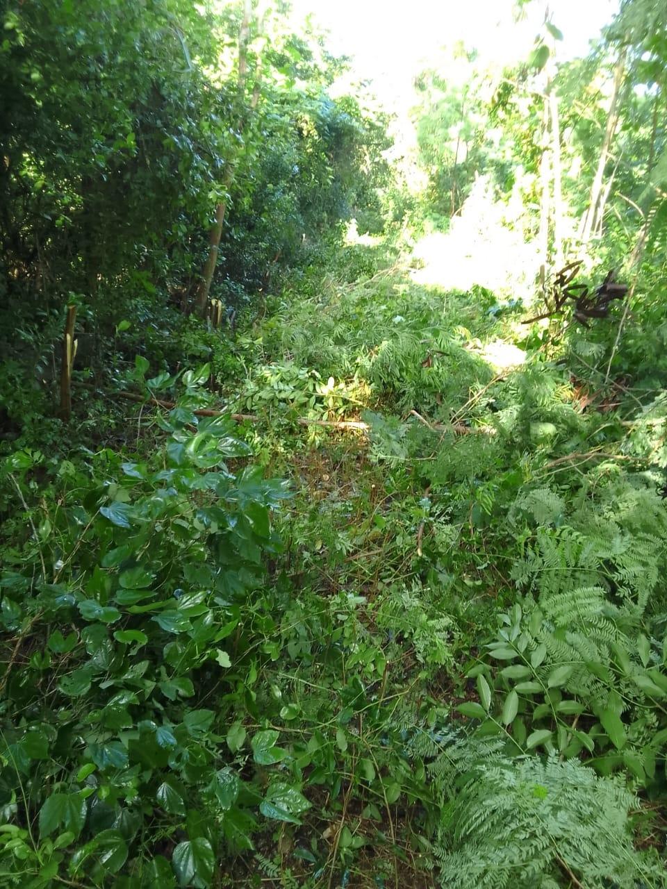Seventh image of 85 Flamingo Beach in Salt Marsh, Trelawny, Jamaica - property is For Sale