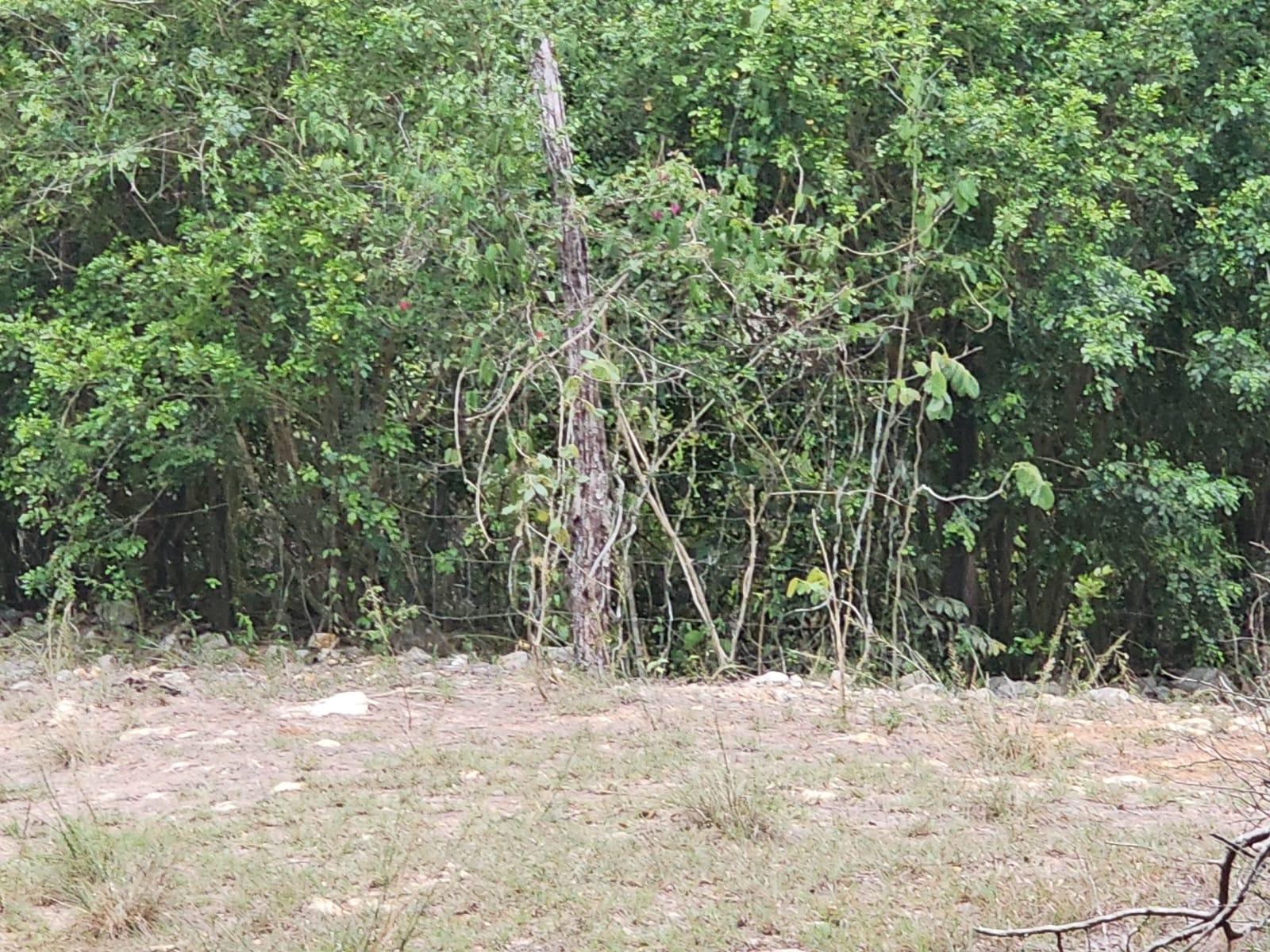 Eleventh image of Lot 284 Green Park, Trelawny in Green Park, Trelawny, Jamaica - property is For Sale