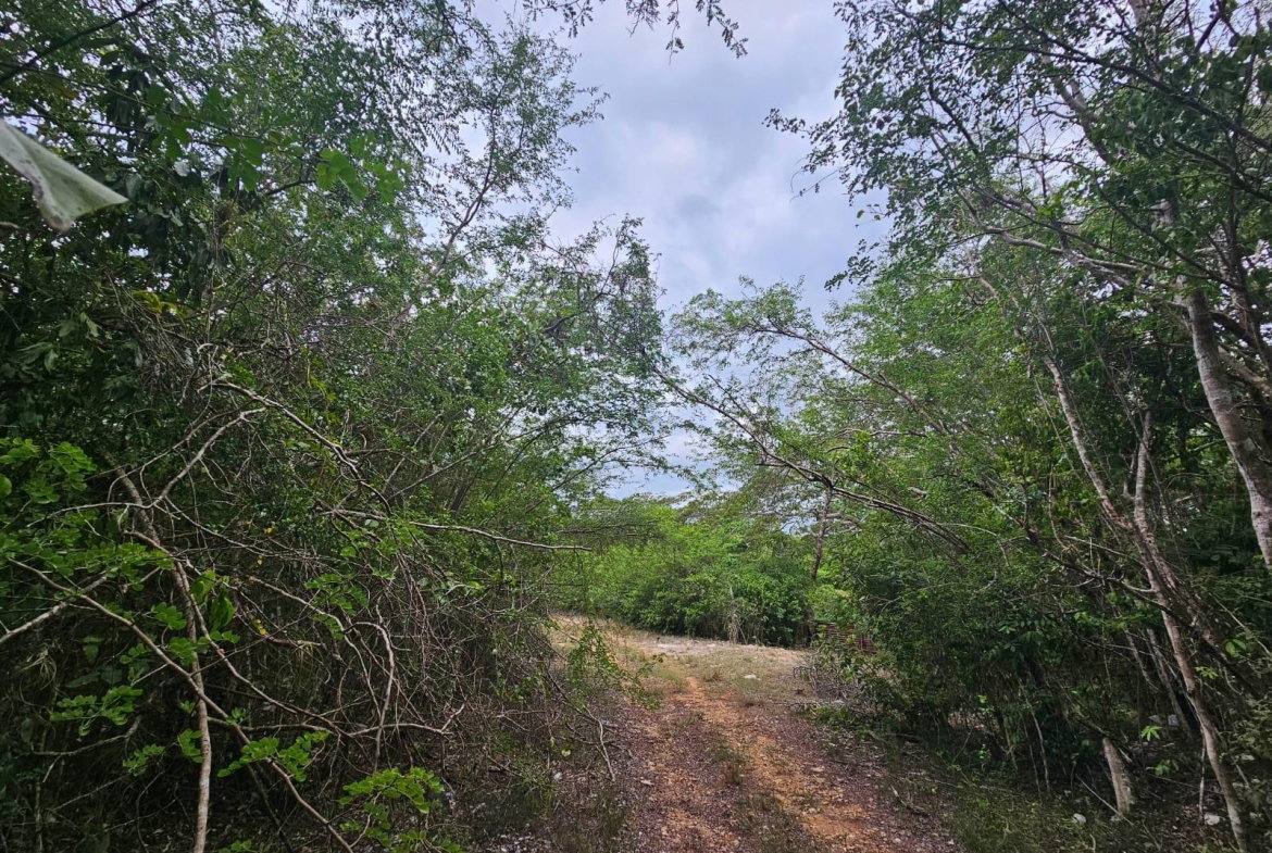 Twelfth image of Lot 284 Green Park, Trelawny in Green Park, Trelawny, Jamaica - property is For Sale