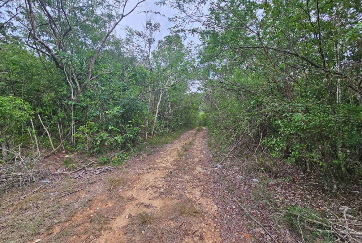 Fourteenth image of Lot 284 Green Park, Trelawny in Green Park, Trelawny, Jamaica - property is For Sale