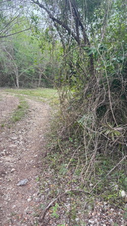 Ninth image of 28 Clermont in Daniel Town, Trelawny, Jamaica - property is For Sale