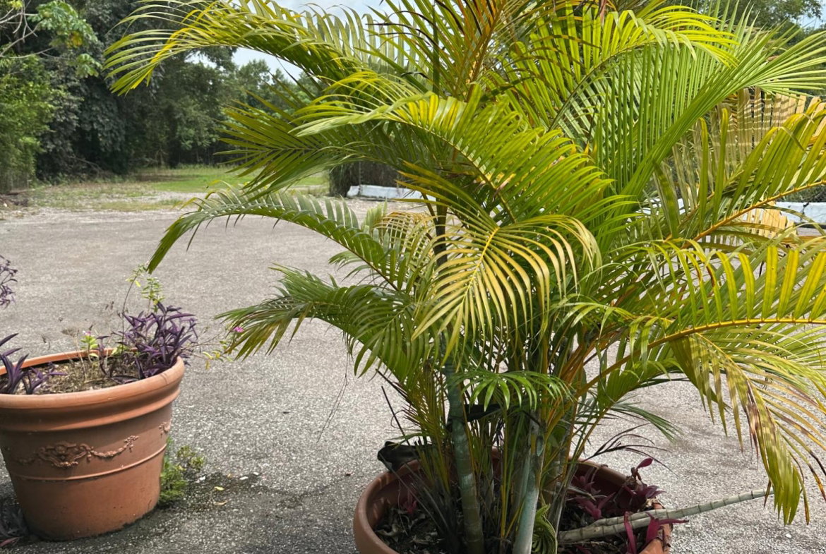 Ninth image of Norman Manley Blvd Beach in Negril, Westmoreland, Jamaica - property is For Rent