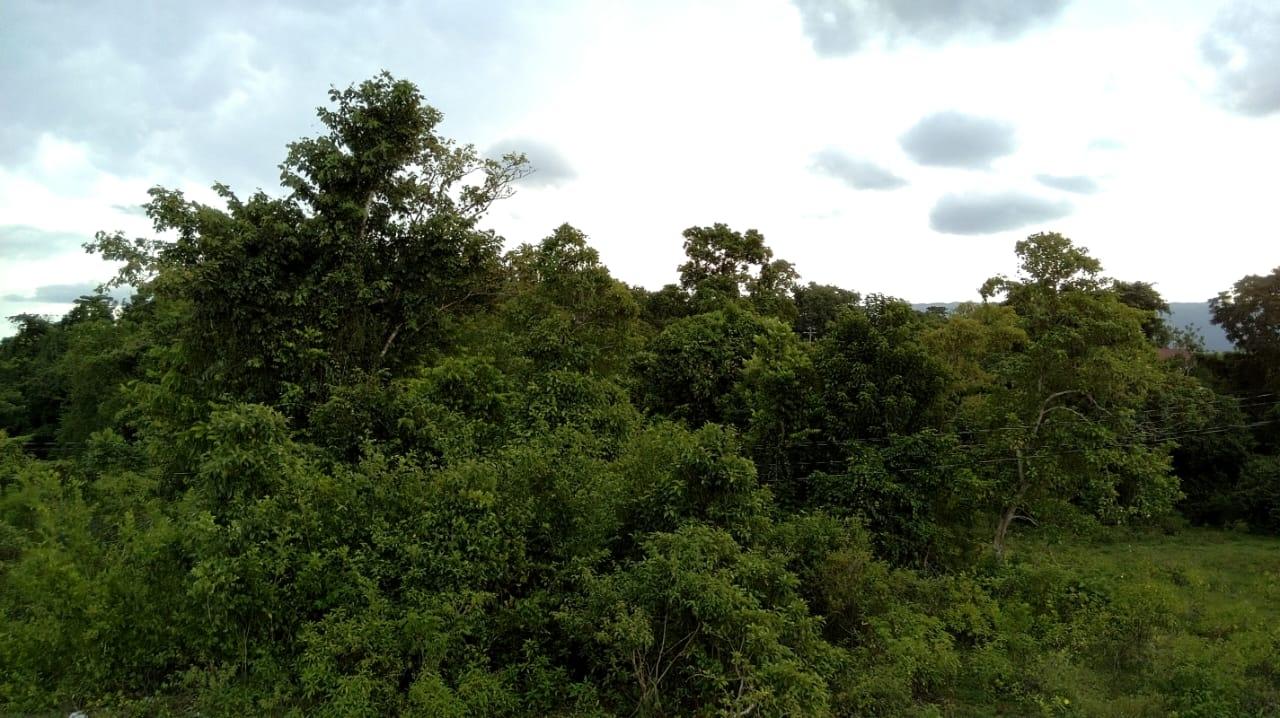 Eighth image of Longwood, Naseberry Lane, in Longwood, St. Elizabeth, Jamaica - property is For Sale