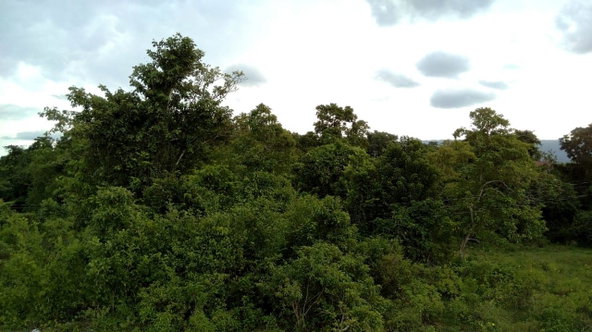 Eighth image of Longwood, Naseberry Lane, in Longwood, St. Elizabeth, Jamaica - property is For Sale