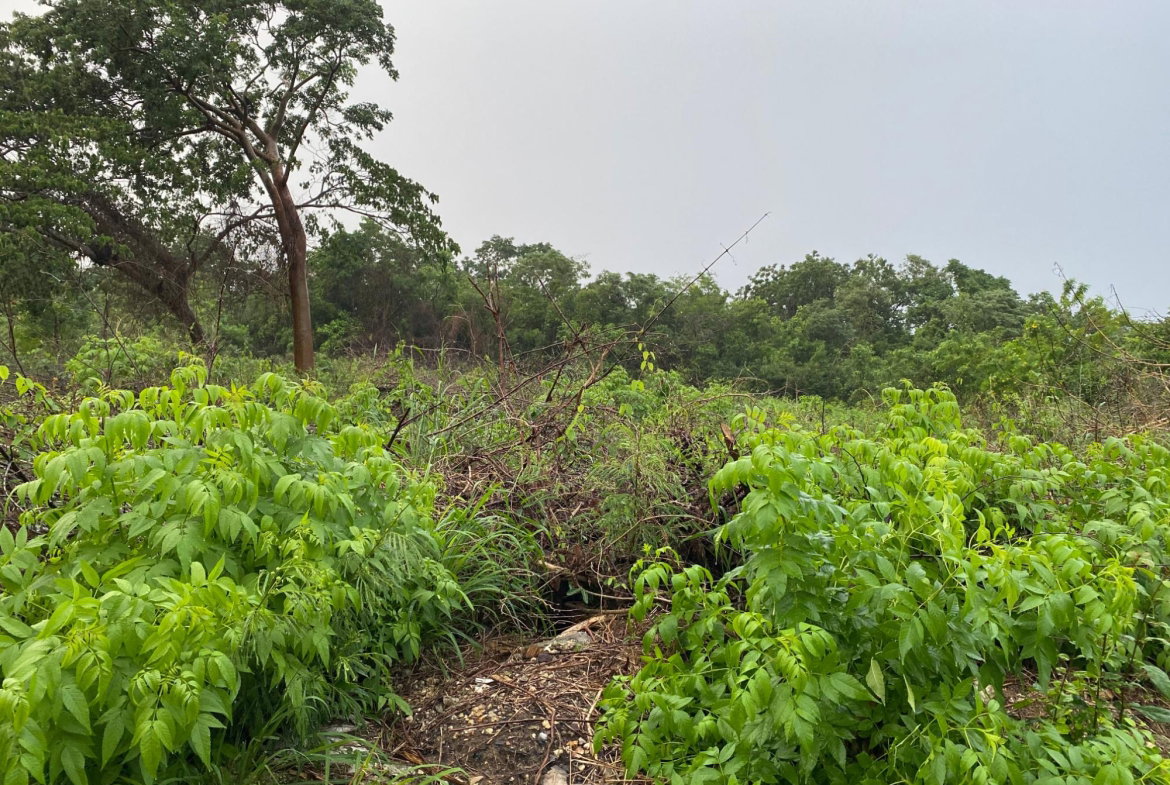 Third image of Lot-27 Greenside Trelawny in Greenside, Trelawny, Jamaica - property is For Sale