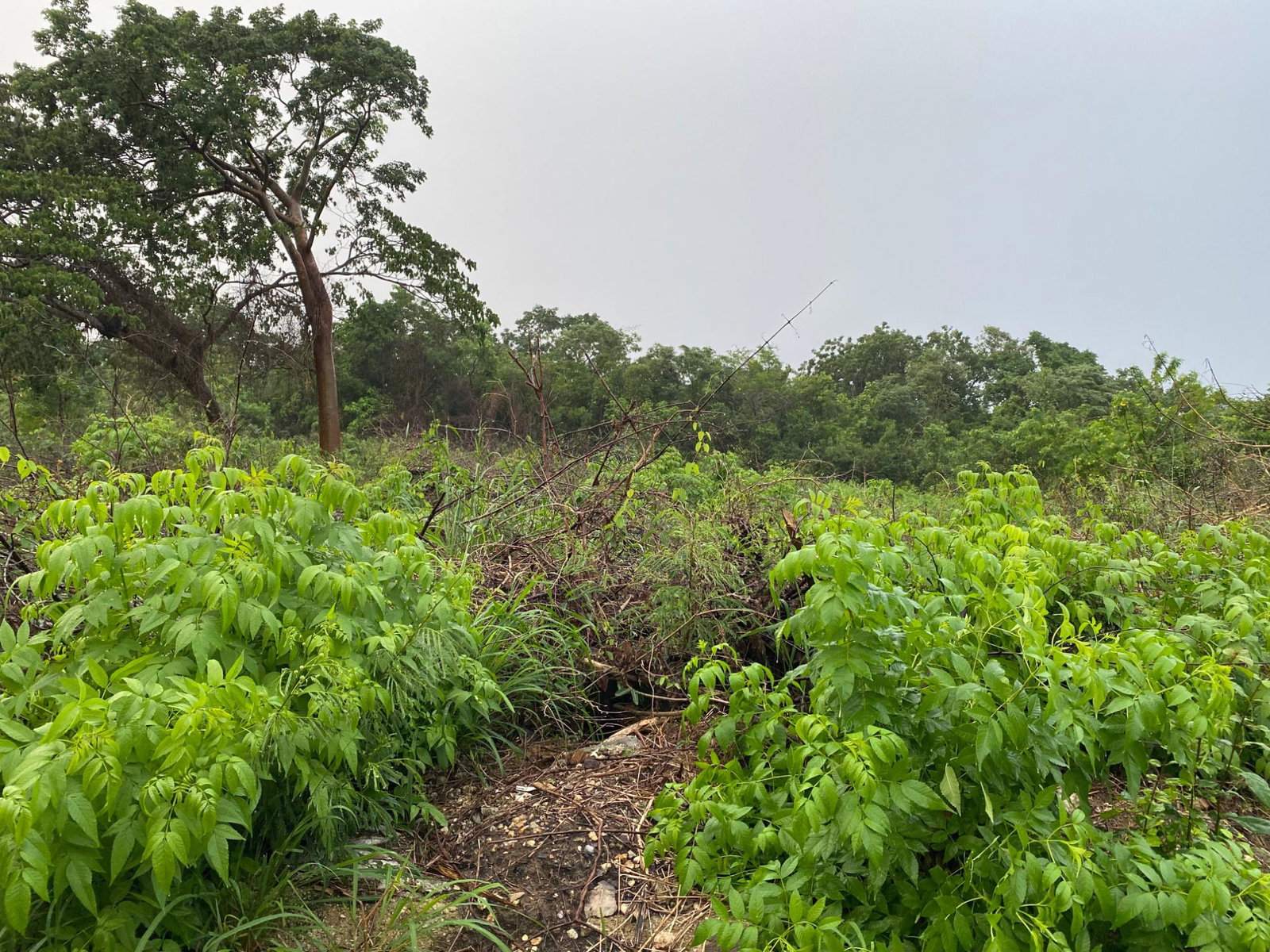 Third image of Lot-27 Greenside Trelawny in Greenside, Trelawny, Jamaica - property is For Sale