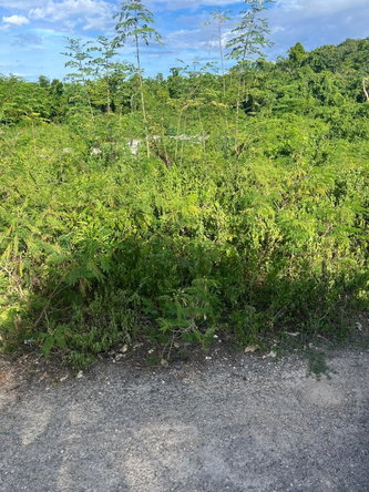 Fifth image of 121 Rockmoor, Oracabessa, St. in Rockmore & Wilderness, St. Mary, Jamaica - property is For Sale