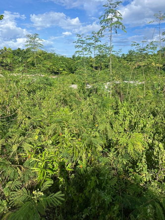 Sixth image of 121 Rockmoor, Oracabessa, St. in Rockmore & Wilderness, St. Mary, Jamaica - property is For Sale