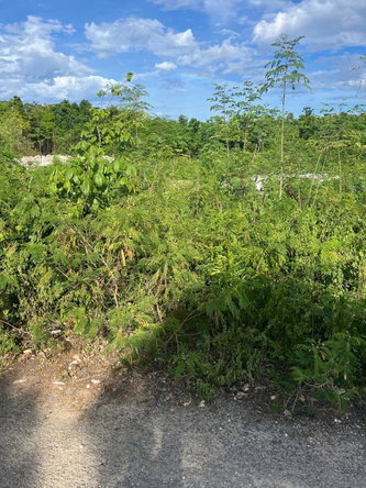 Seventh image of 121 Rockmoor, Oracabessa, St. in Rockmore & Wilderness, St. Mary, Jamaica - property is For Sale
