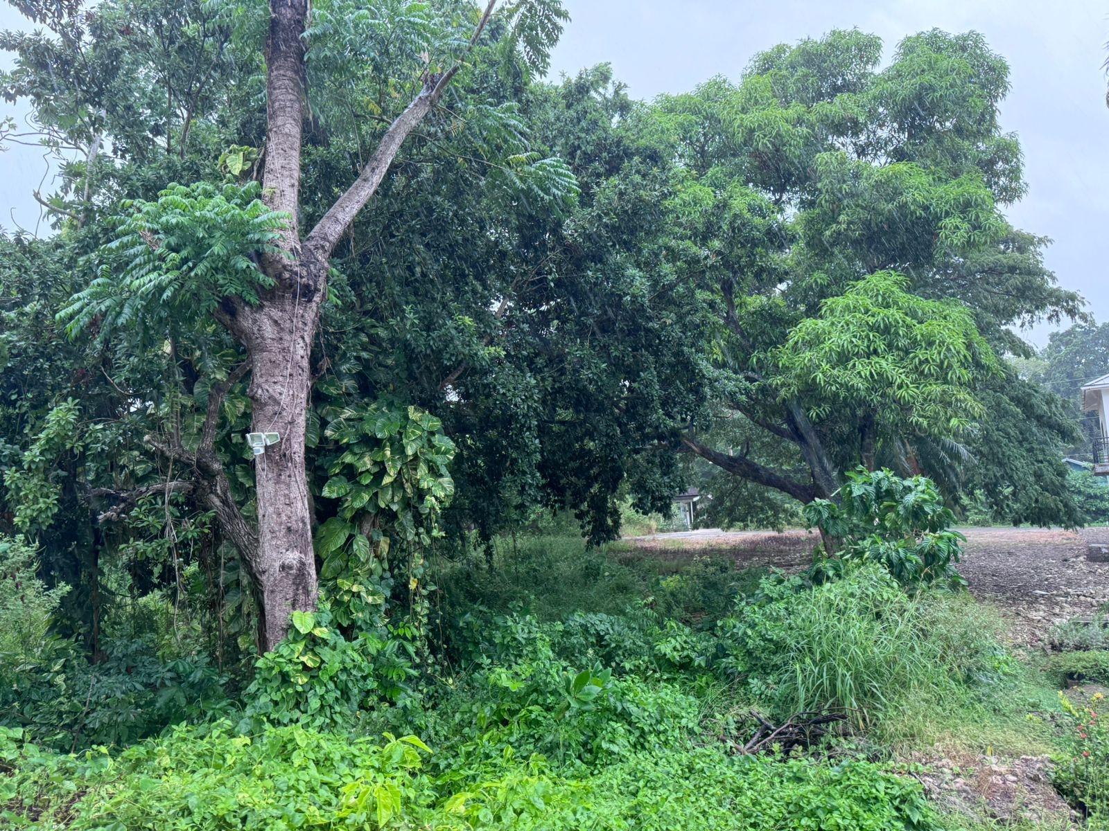 Fifth image of Lot 1- Liberty Castle, Morley in Liberty Castle, St. Mary, Jamaica - property is For Sale