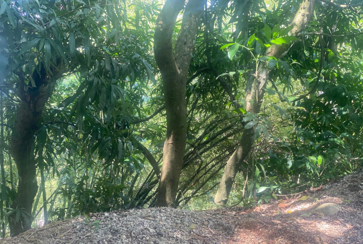 First image of Dressikie in Lambkin Hill, St. Mary, Jamaica - property is For Sale