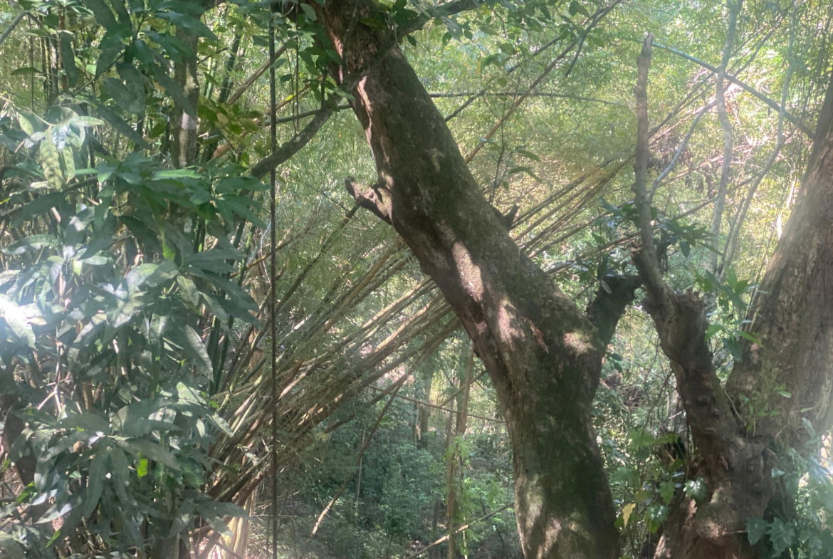 Third image of Dressikie in Lambkin Hill, St. Mary, Jamaica - property is For Sale