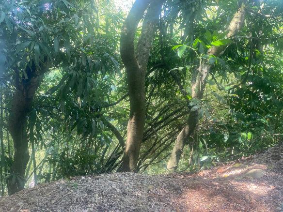 First image of Dressikie in Lambkin Hill, St. Mary, Jamaica - property is For Sale