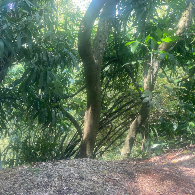 First image of Dressikie in Lambkin Hill, St. Mary, Jamaica - property is For Sale