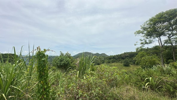 Second image of Land Part of Ludlow in Crofts Hill, Clarendon, Jamaica - property is For Sale