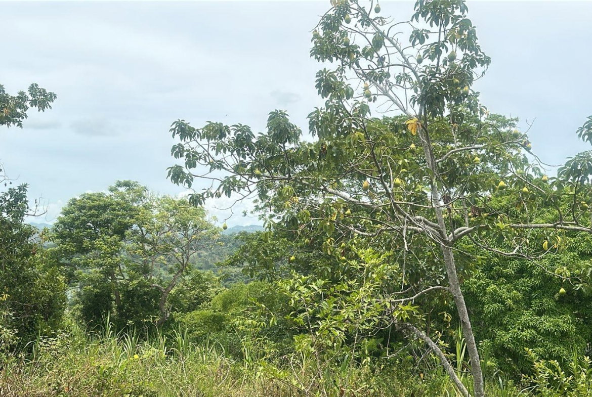 First image of Land Part of Ludlow in Crofts Hill, Clarendon, Jamaica - property is For Sale