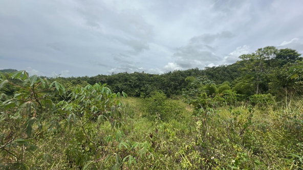 Fifth image of Land Part of Ludlow in Crofts Hill, Clarendon, Jamaica - property is For Sale