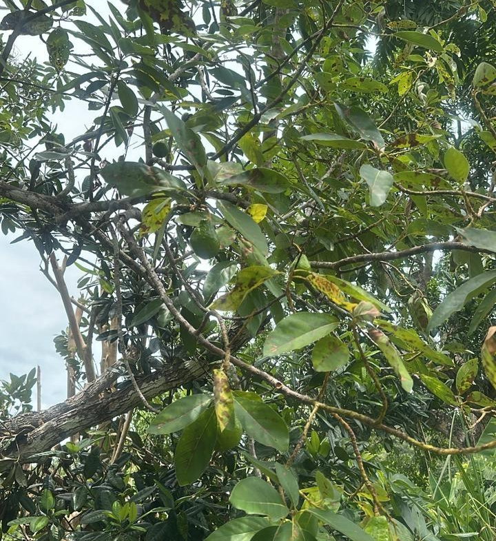 Sixth image of Land Part of Ludlow in Crofts Hill, Clarendon, Jamaica - property is For Sale