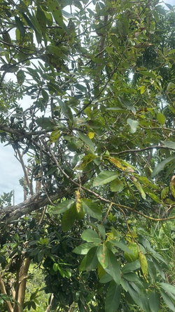 Sixth image of Land Part of Ludlow in Crofts Hill, Clarendon, Jamaica - property is For Sale