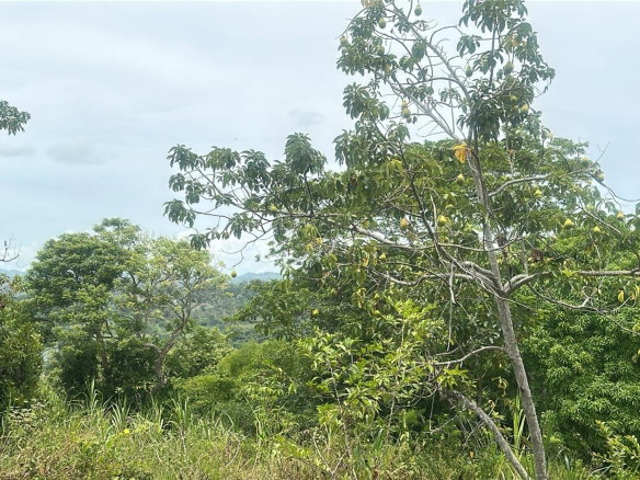 First image of Land Part of Ludlow in Crofts Hill, Clarendon, Jamaica - property is For Sale