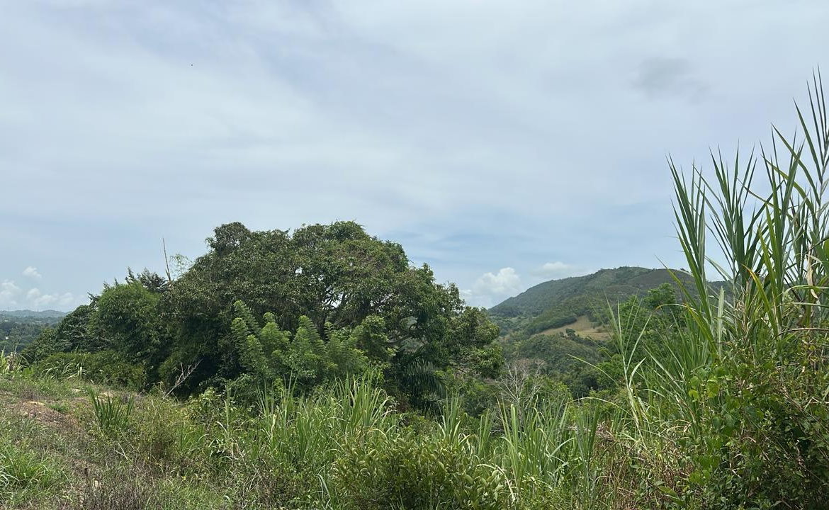 Seventh image of Land Part of Ludlow in Crofts Hill, Clarendon, Jamaica - property is For Sale