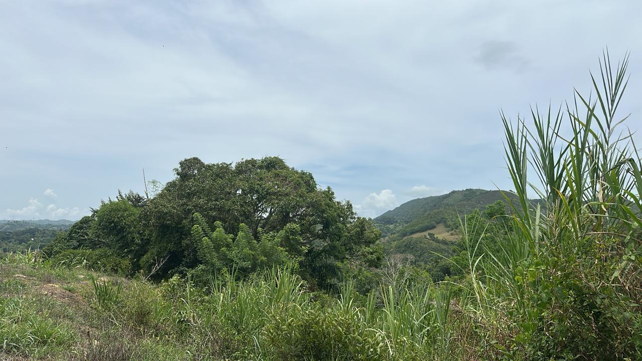 Seventh image of Land Part of Ludlow in Crofts Hill, Clarendon, Jamaica - property is For Sale