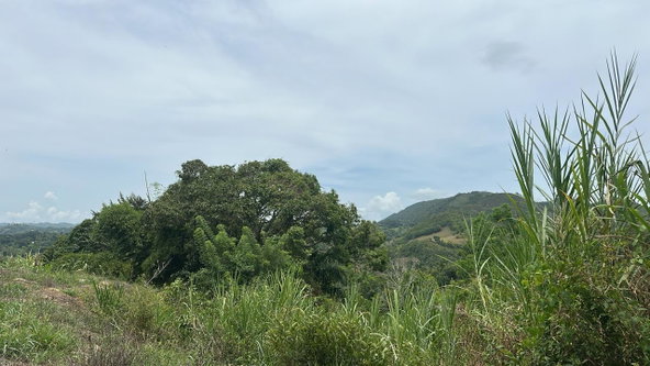 Seventh image of Land Part of Ludlow in Crofts Hill, Clarendon, Jamaica - property is For Sale