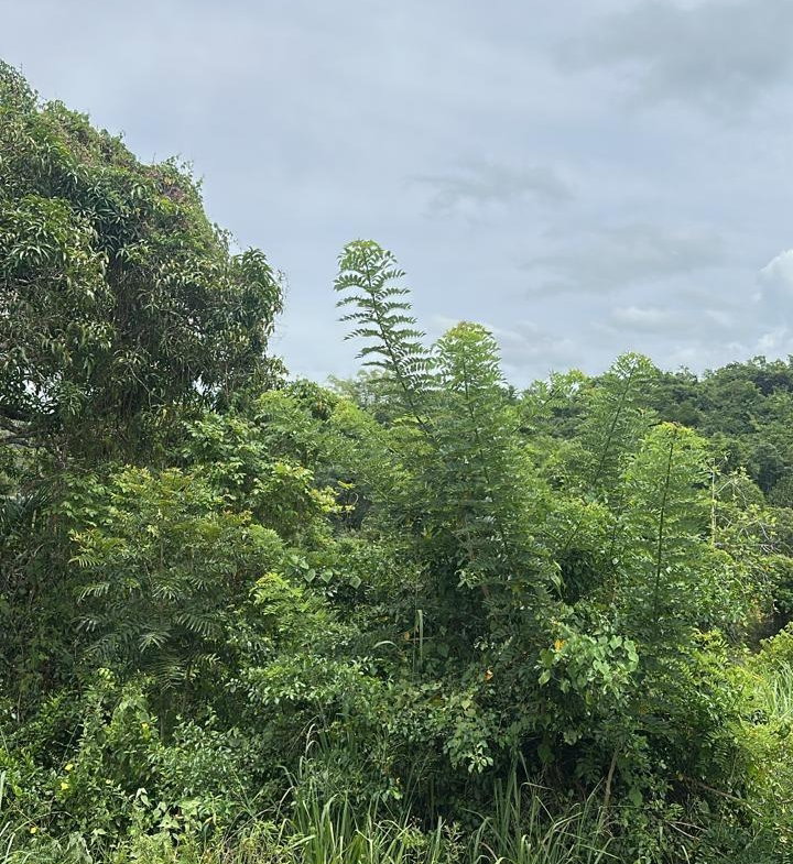 Eighth image of Land Part of Ludlow in Crofts Hill, Clarendon, Jamaica - property is For Sale