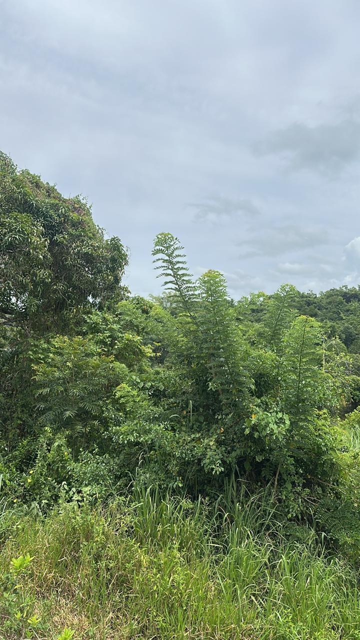 Eighth image of Land Part of Ludlow in Crofts Hill, Clarendon, Jamaica - property is For Sale