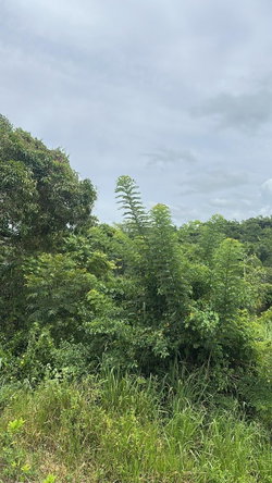 Eighth image of Land Part of Ludlow in Crofts Hill, Clarendon, Jamaica - property is For Sale