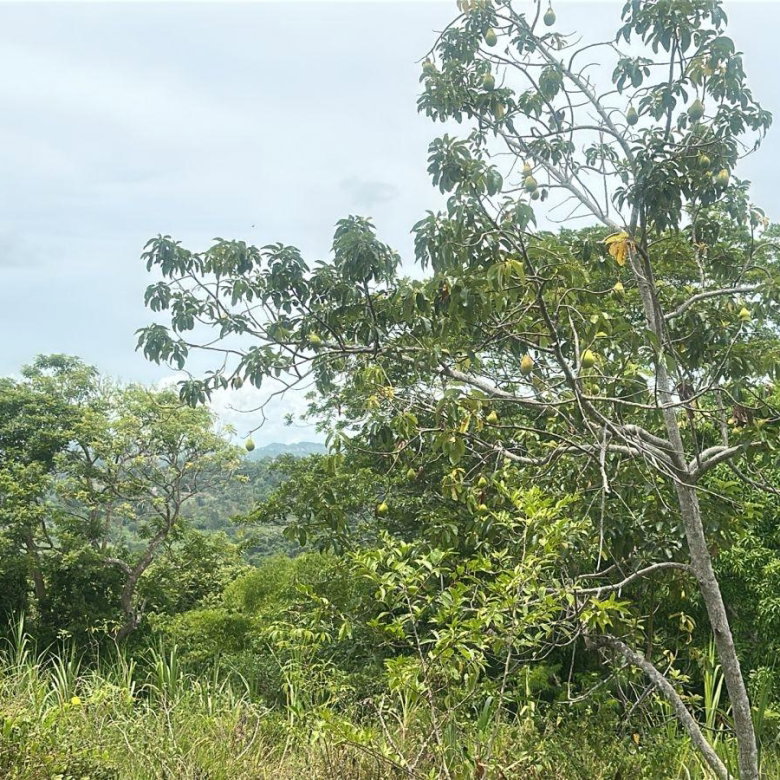 First image of Land Part of Ludlow in Crofts Hill, Clarendon, Jamaica - property is For Sale