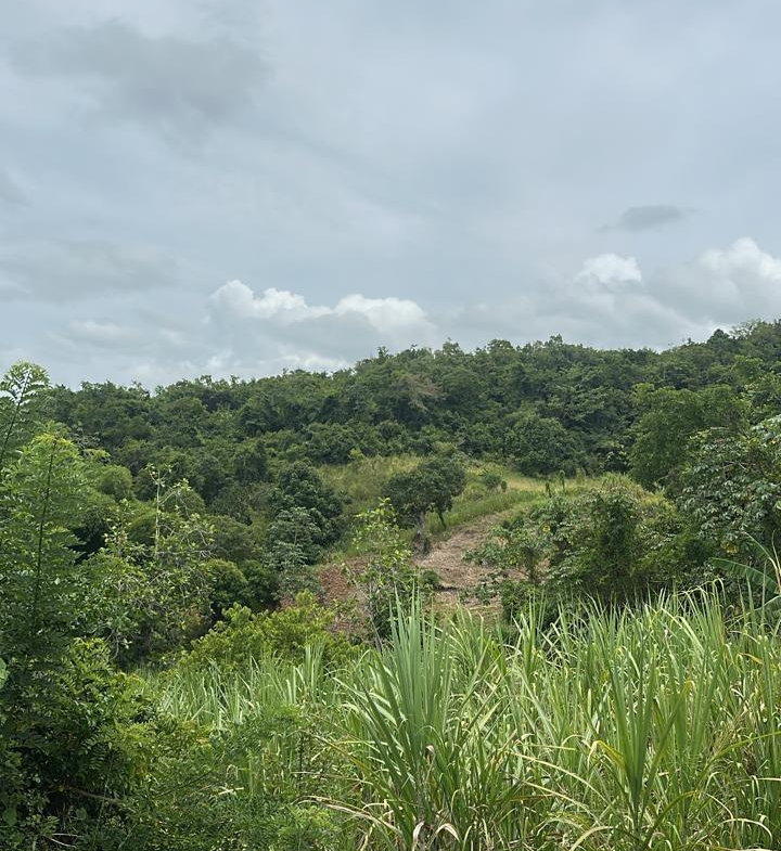 Ninth image of Land Part of Ludlow in Crofts Hill, Clarendon, Jamaica - property is For Sale