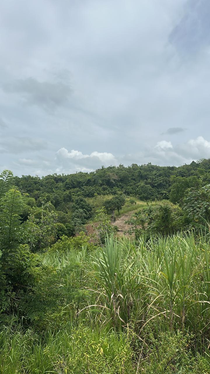 Ninth image of Land Part of Ludlow in Crofts Hill, Clarendon, Jamaica - property is For Sale