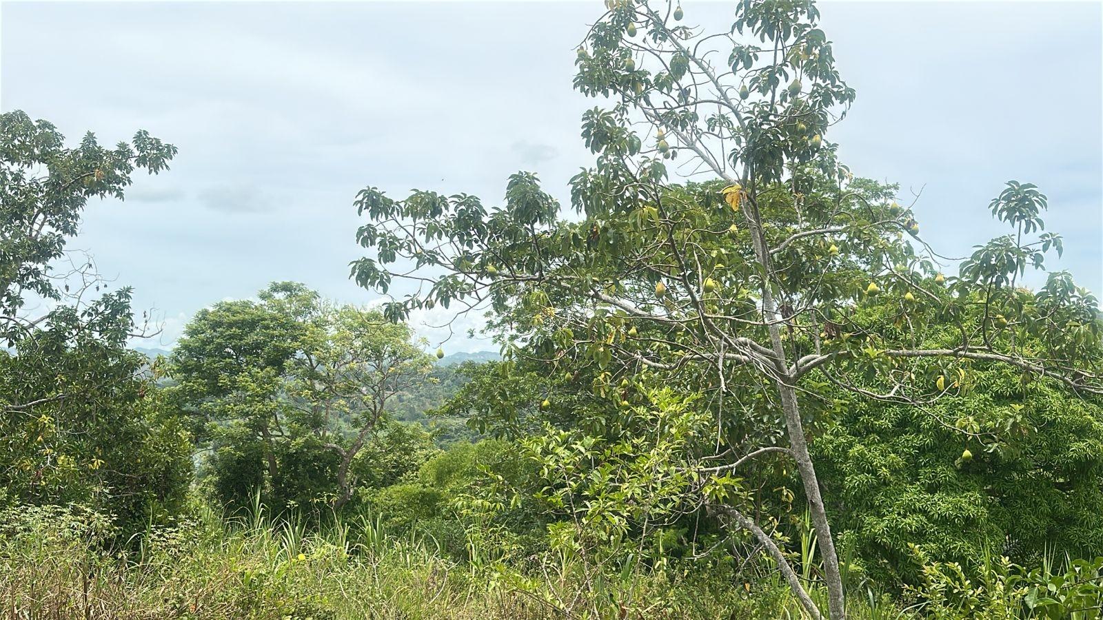 First image of Land Part of Ludlow in Crofts Hill, Clarendon, Jamaica - property is For Sale