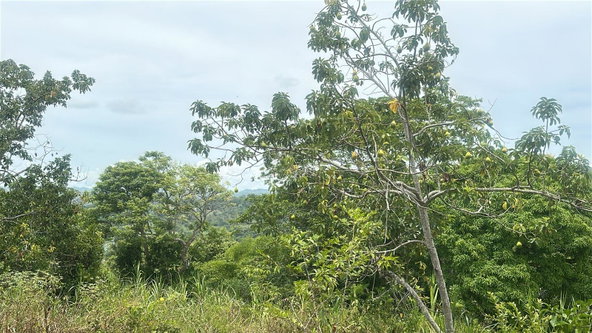 First image of Land Part of Ludlow in Crofts Hill, Clarendon, Jamaica - property is For Sale