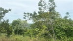 First image of Land Part of Ludlow in Crofts Hill, Clarendon, Jamaica - property is For Sale