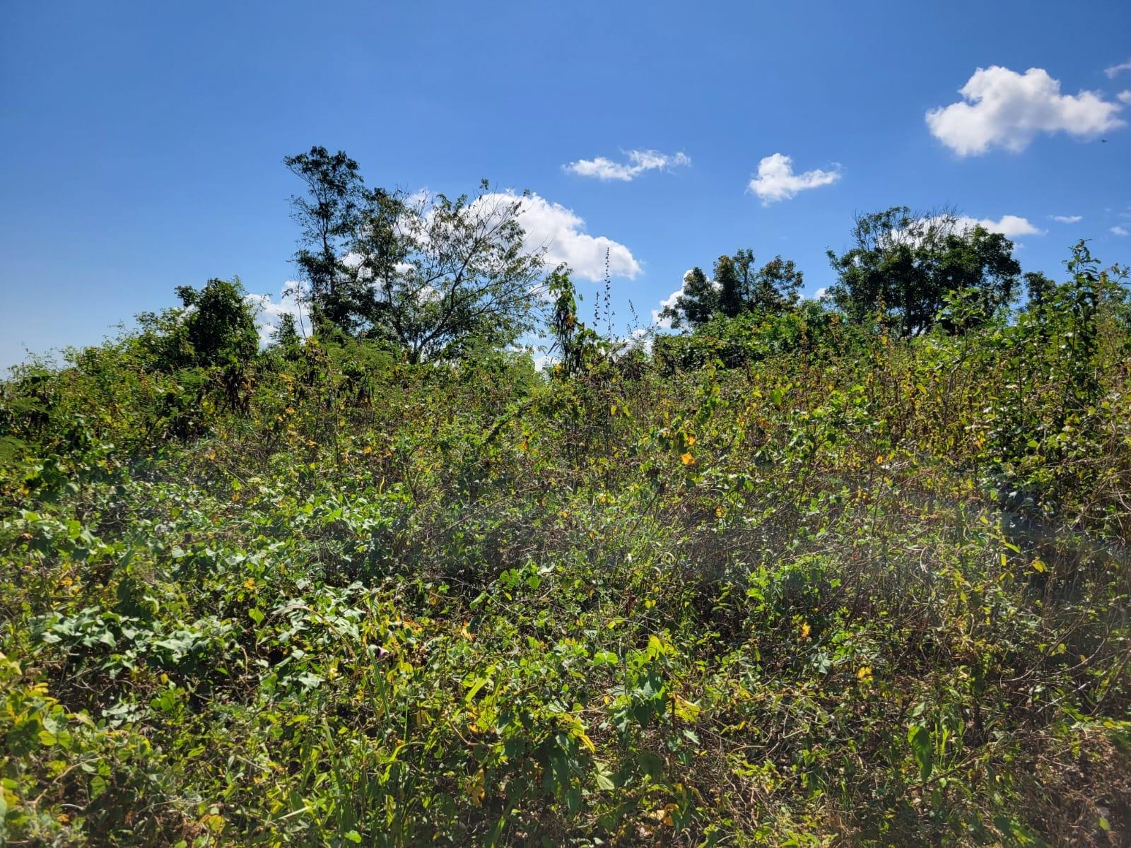 Fourth image of 24 Greenside, Falmouth, Trel in Greenside, Trelawny, Jamaica - property is For Sale