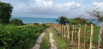 First image of 1 Billys Bay District in Treasure Beach, St. Elizabeth, Jamaica - property is For Sale