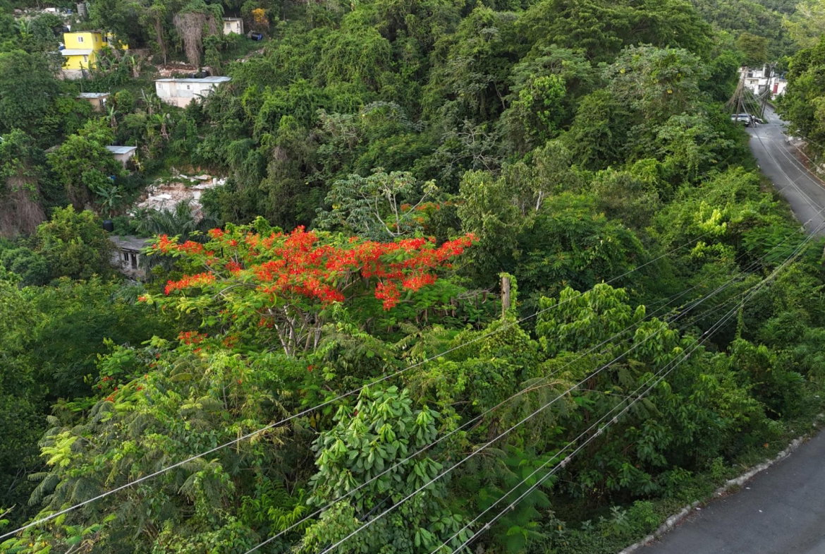 Second image of Part Of- Burnside Mountain in Red Hills, St. Andrew, Jamaica - property is For Sale