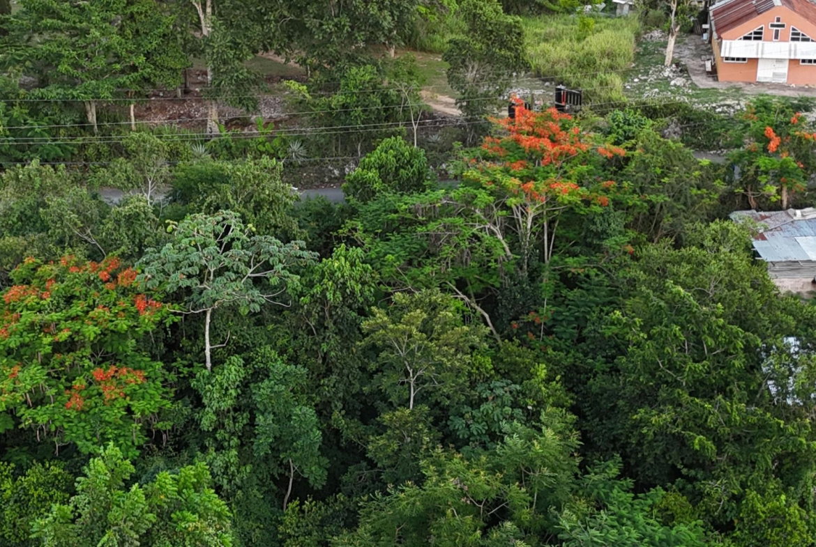 Fourth image of Part Of- Burnside Mountain in Red Hills, St. Andrew, Jamaica - property is For Sale