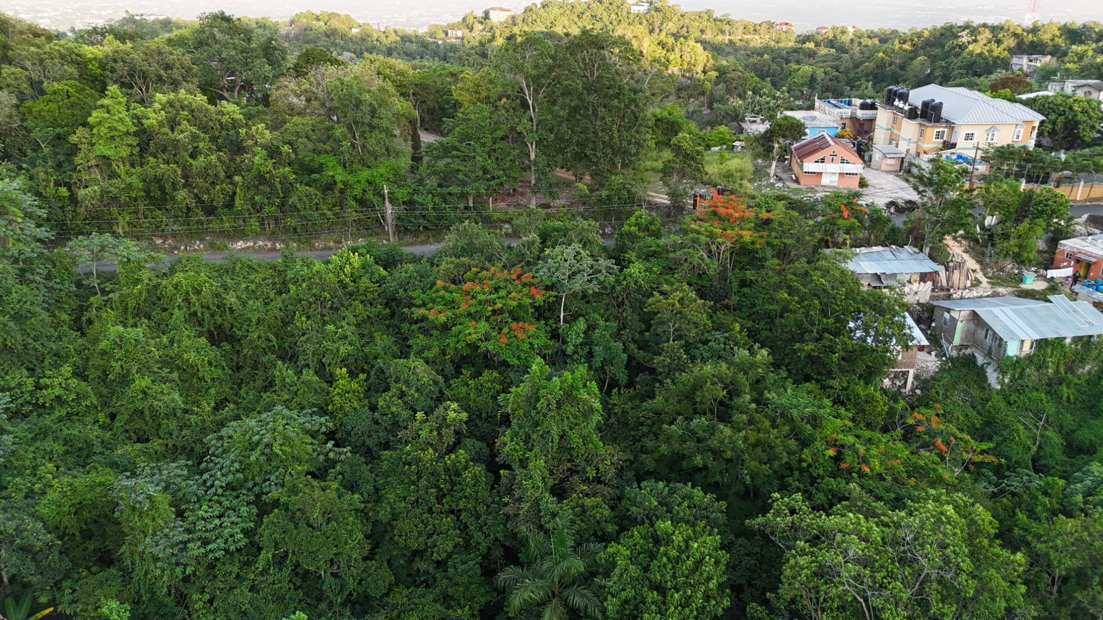 Sixth image of Part Of- Burnside Mountain in Red Hills, St. Andrew, Jamaica - property is For Sale